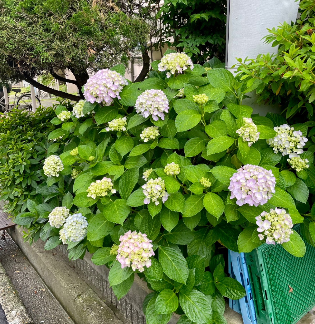 アジサイの花