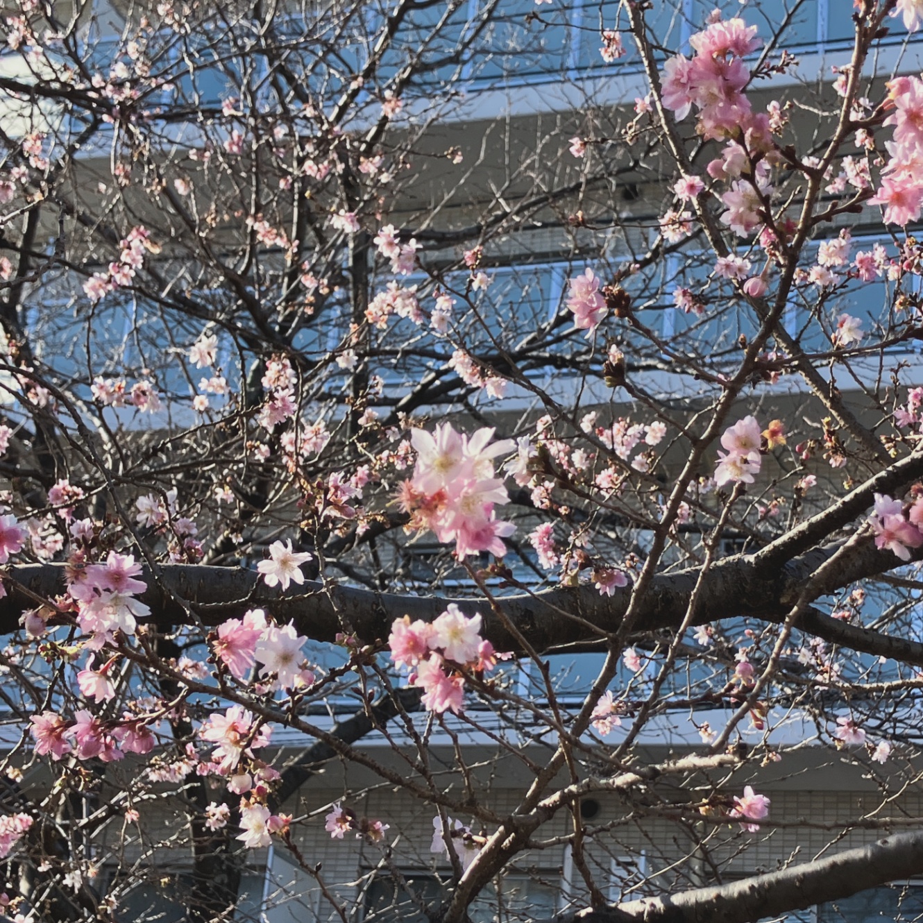 河津桜とおぼしき桜の花。五分咲きほど。