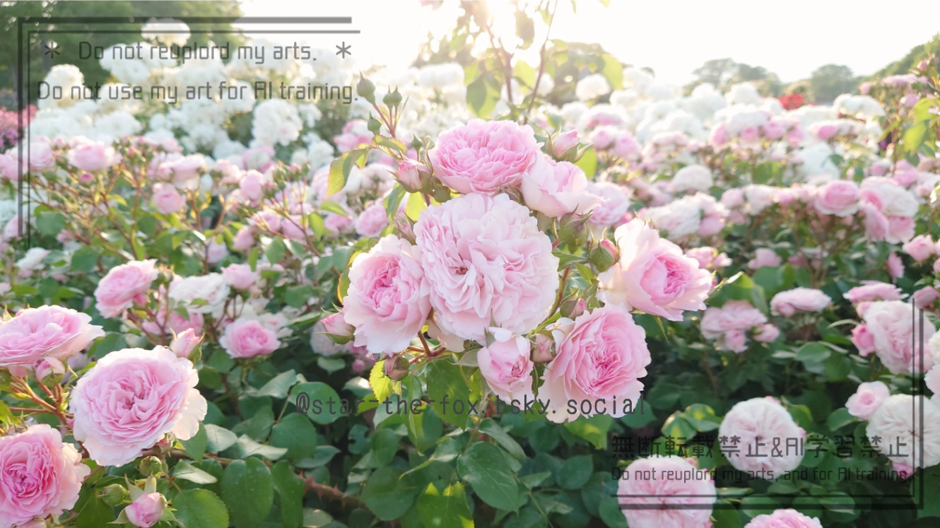 ピンクの八重咲きのバラの花と、遠くに白いバラが見えている写真
