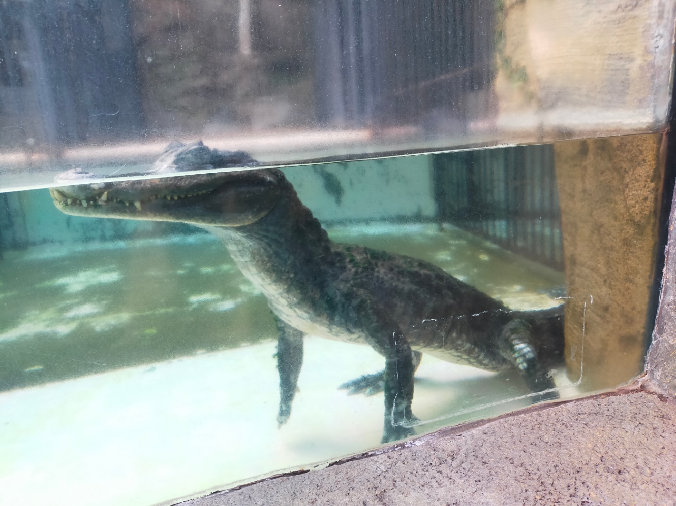 水に浸かっているワニ