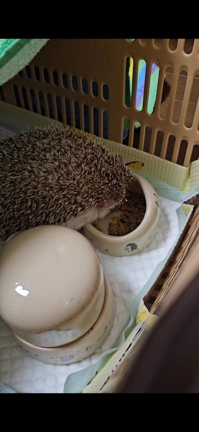 カゴの中にいるハリネズミの写真。カゴの右の方には水飲み場と餌入れがあり、ハリネズミは餌を食べている。カゴにはタオルがかかっている。