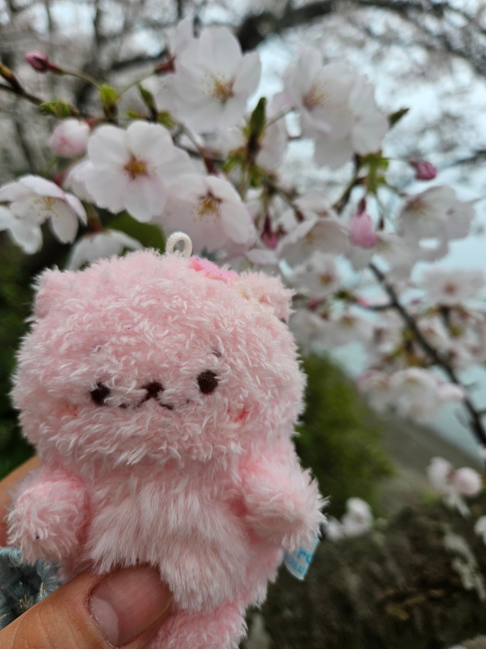 桜の咲いた枝の前で撮った、ふわふわ桜らっこいぬのぬいぐるみキーホルダーの写真。