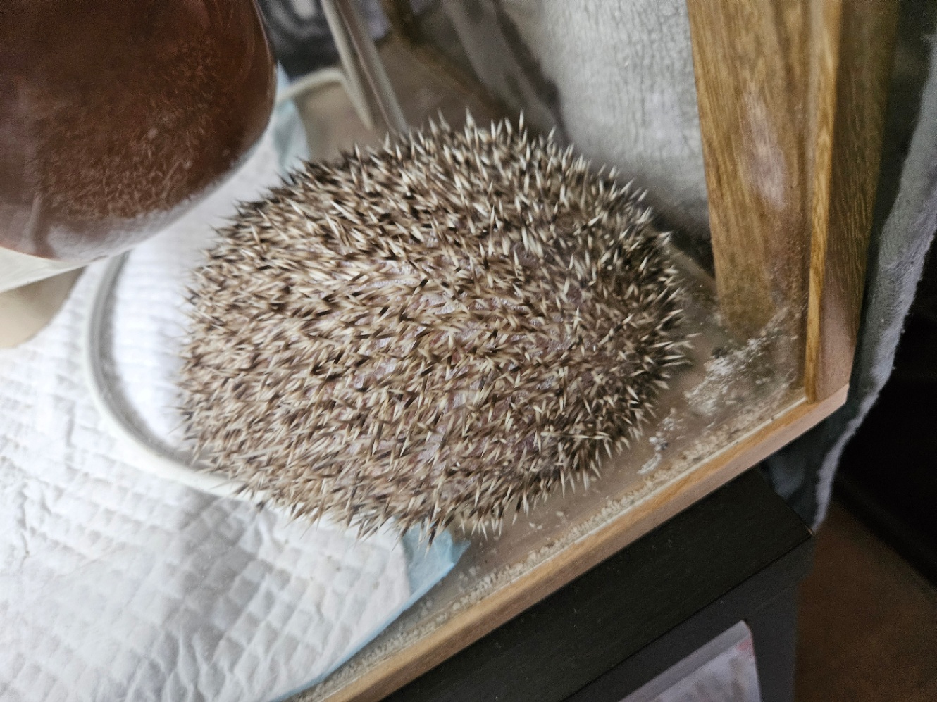 ケージの隅で丸まって眠るハリネズミの写真。