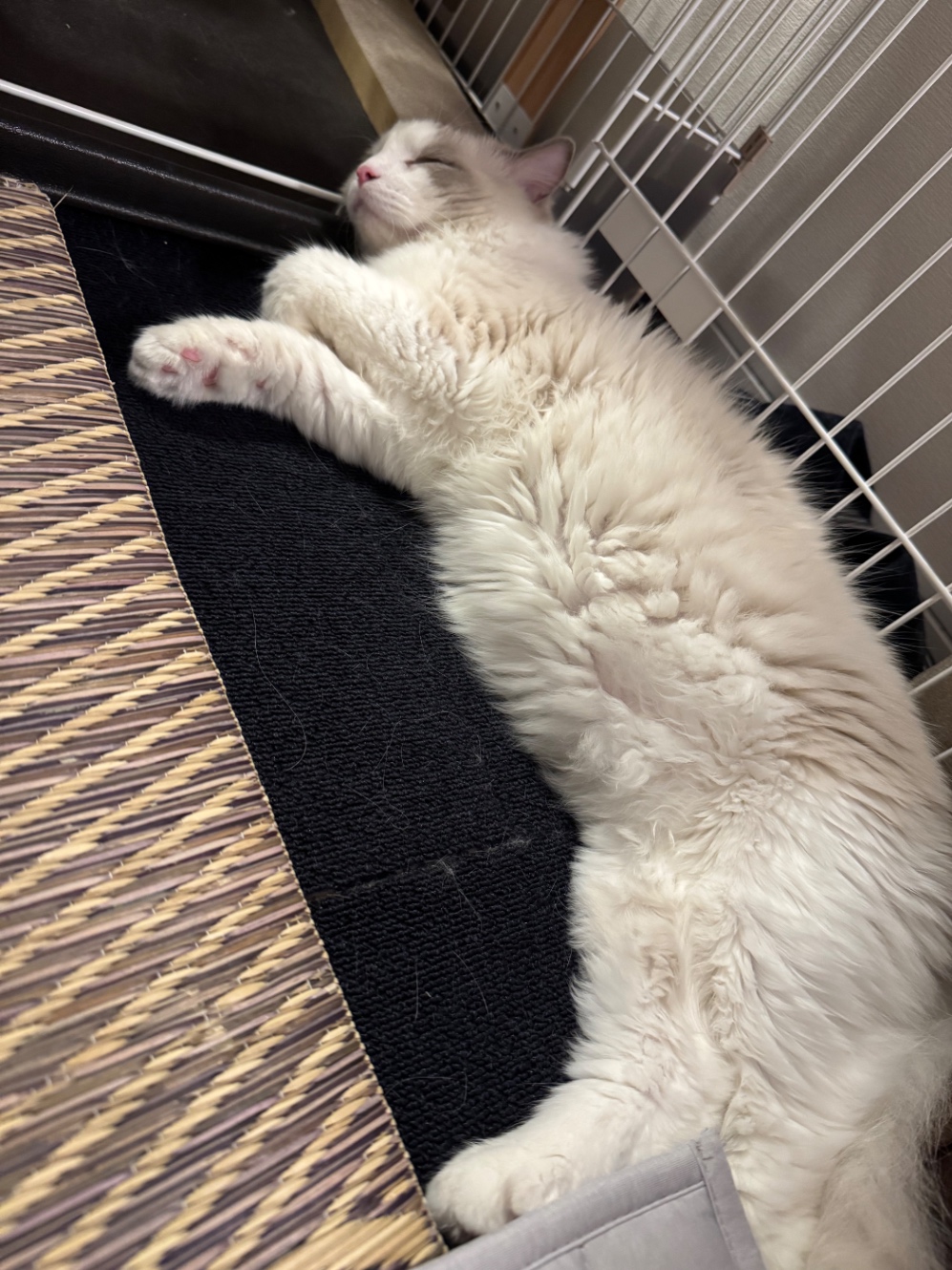 寝転がるろんちゃん
