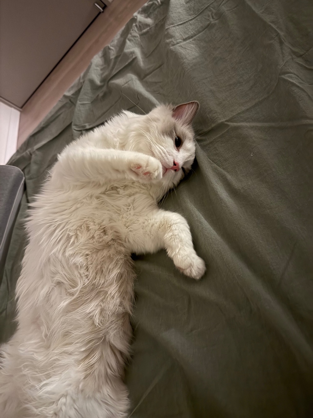 おなかを見せて寝転がる白っぽい猫