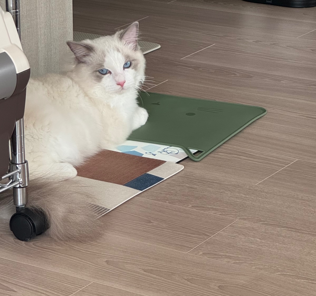 ランチョンマットでごはんを待つ弟猫のろん。