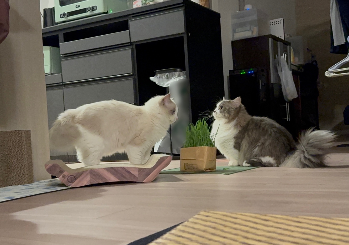 猫草をはさんで両側に立つ猫たち。