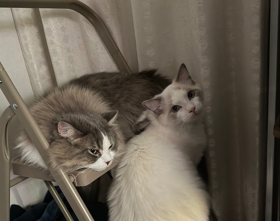 ねこたちがくっついて座っている。