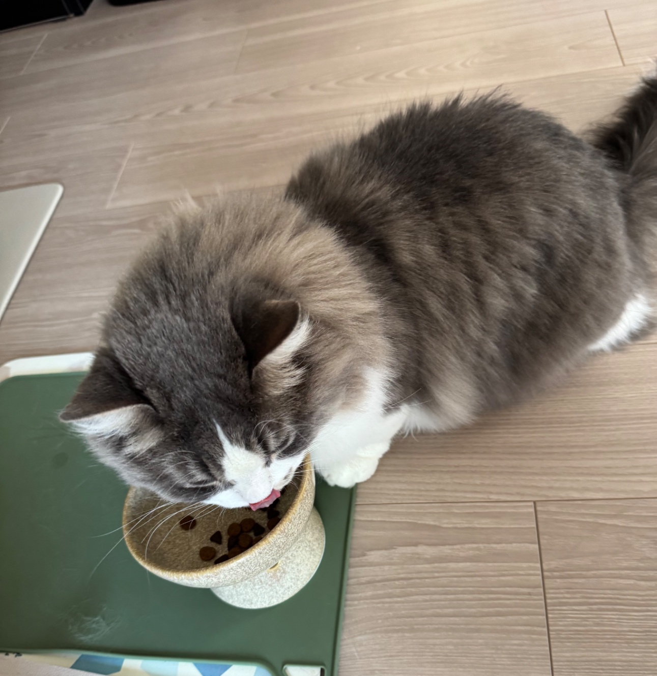 ランチョンマットでごはんを食べるお兄ちゃん猫のごま。