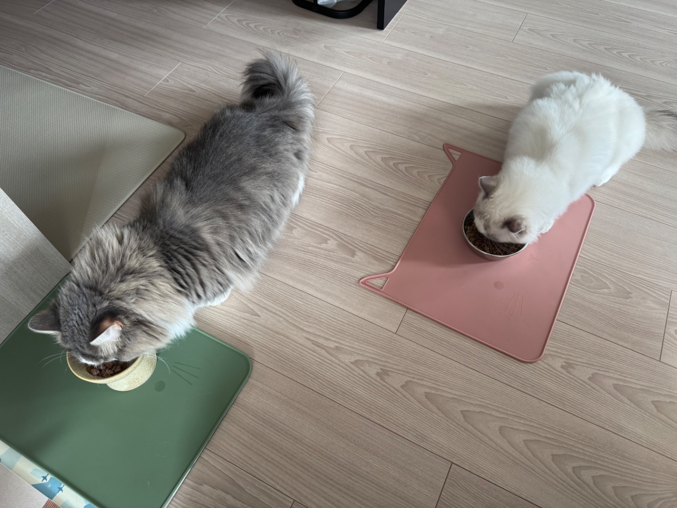 ねこたちがランチョンマットでごはんを食べている様子。