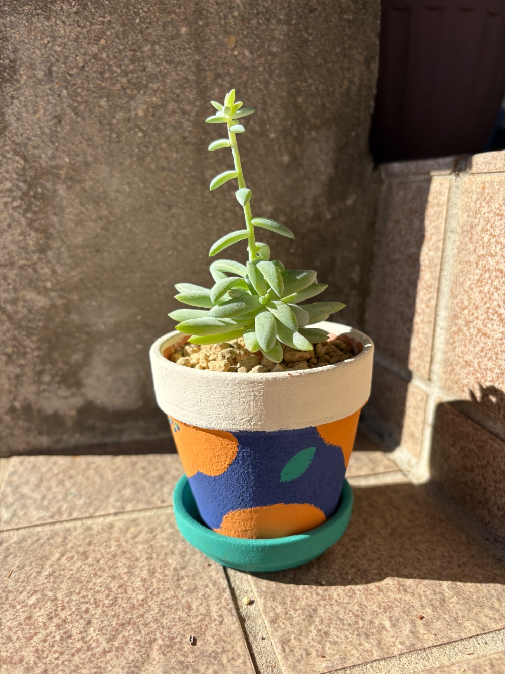 数ヶ月後の多肉植物の写真