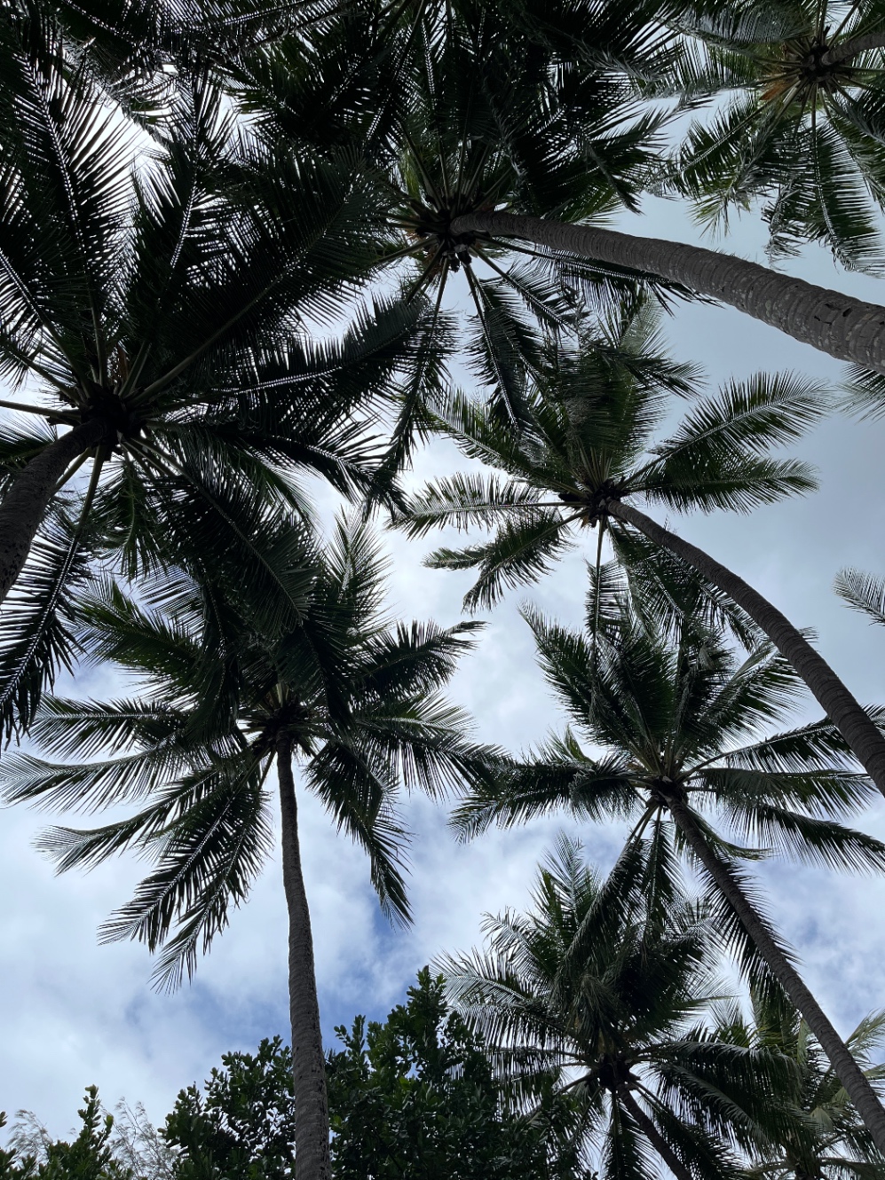 オーストラリアのケアンズ、パームコーブのパームの写真