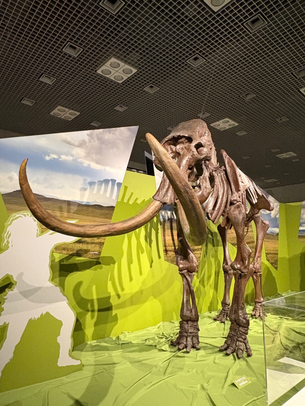 国立科学博物館の特別展、氷河期展で見たマンモスの骨格標本の写真