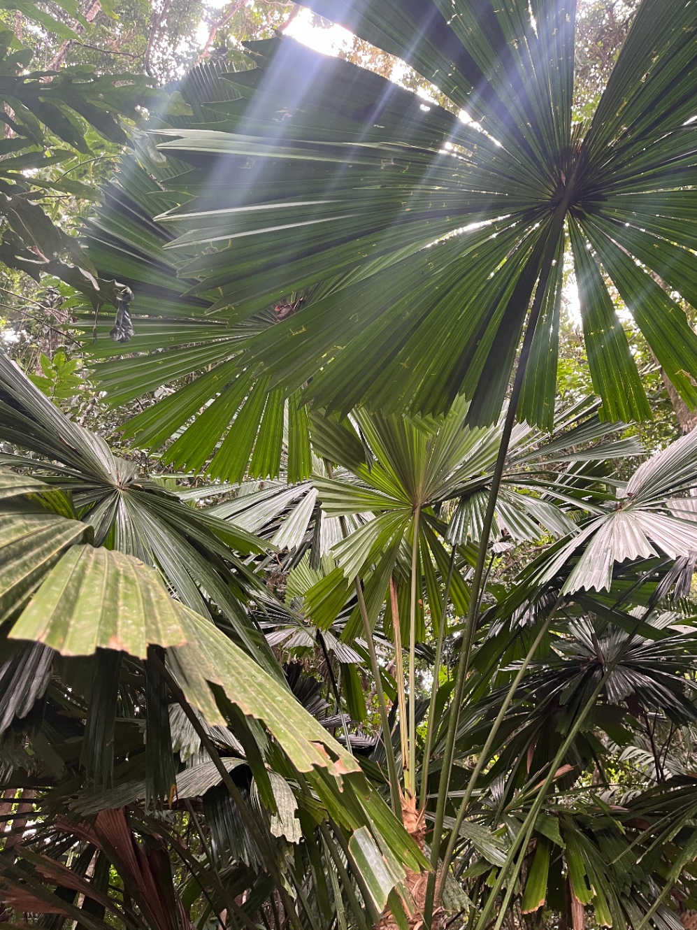 オーストラリアのケアンズ、キュランダの大きな植物の写真