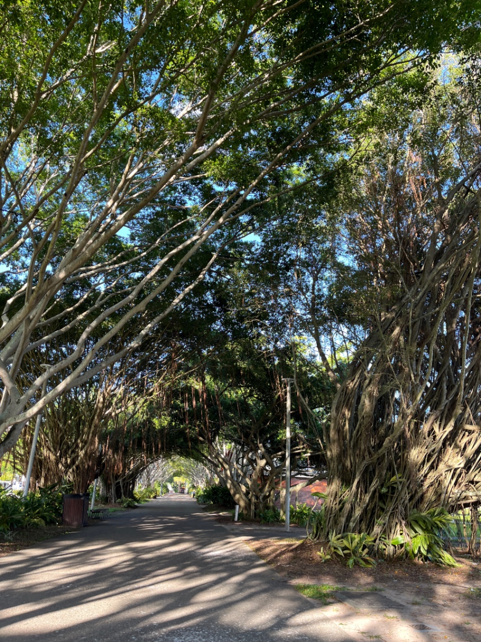 オーストラリアのケアンズの街中の大きな植物の写真