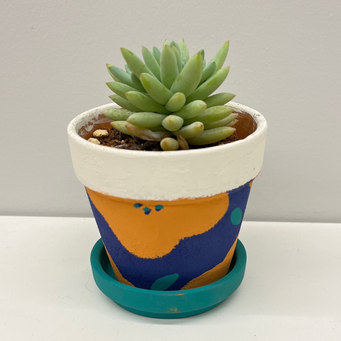 多肉植物の写真