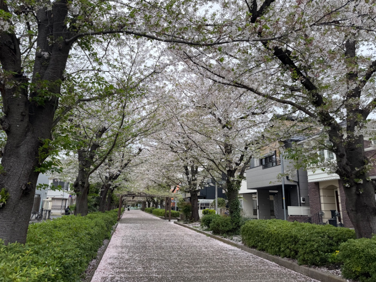 桜並木遊歩道の桜