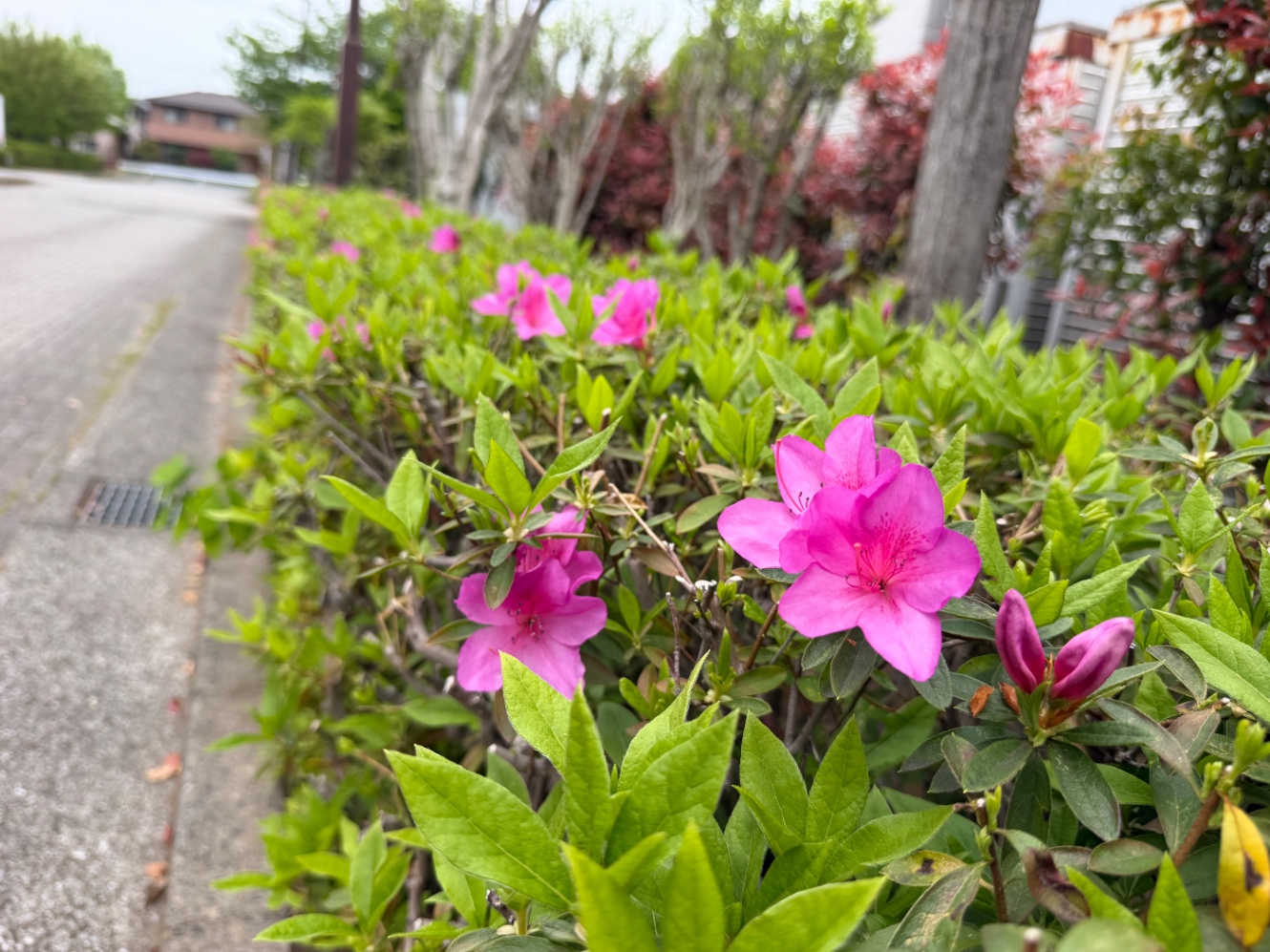 上総更科公園のツツジ