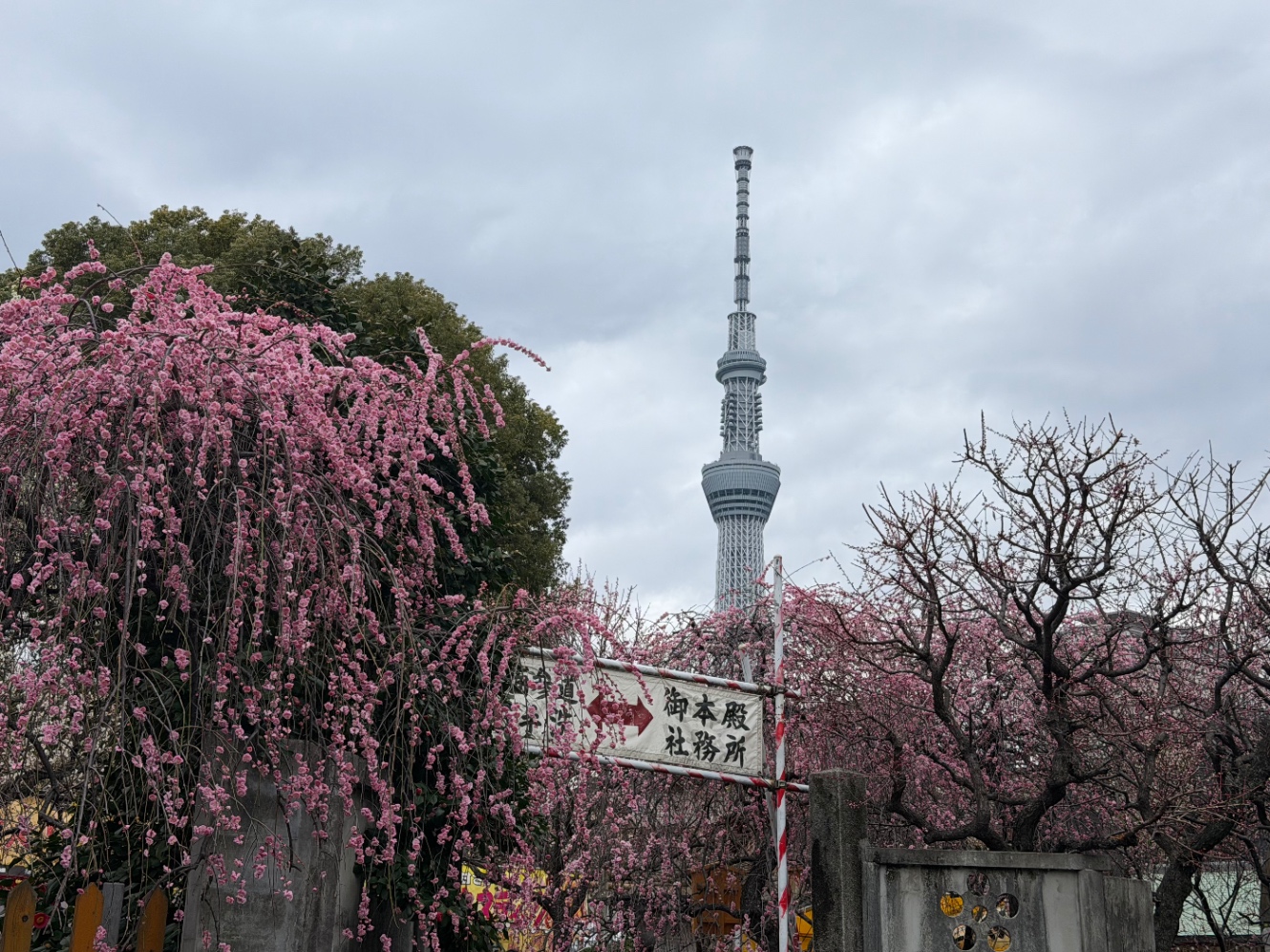 亀戸天神社の梅とスカイツリー
