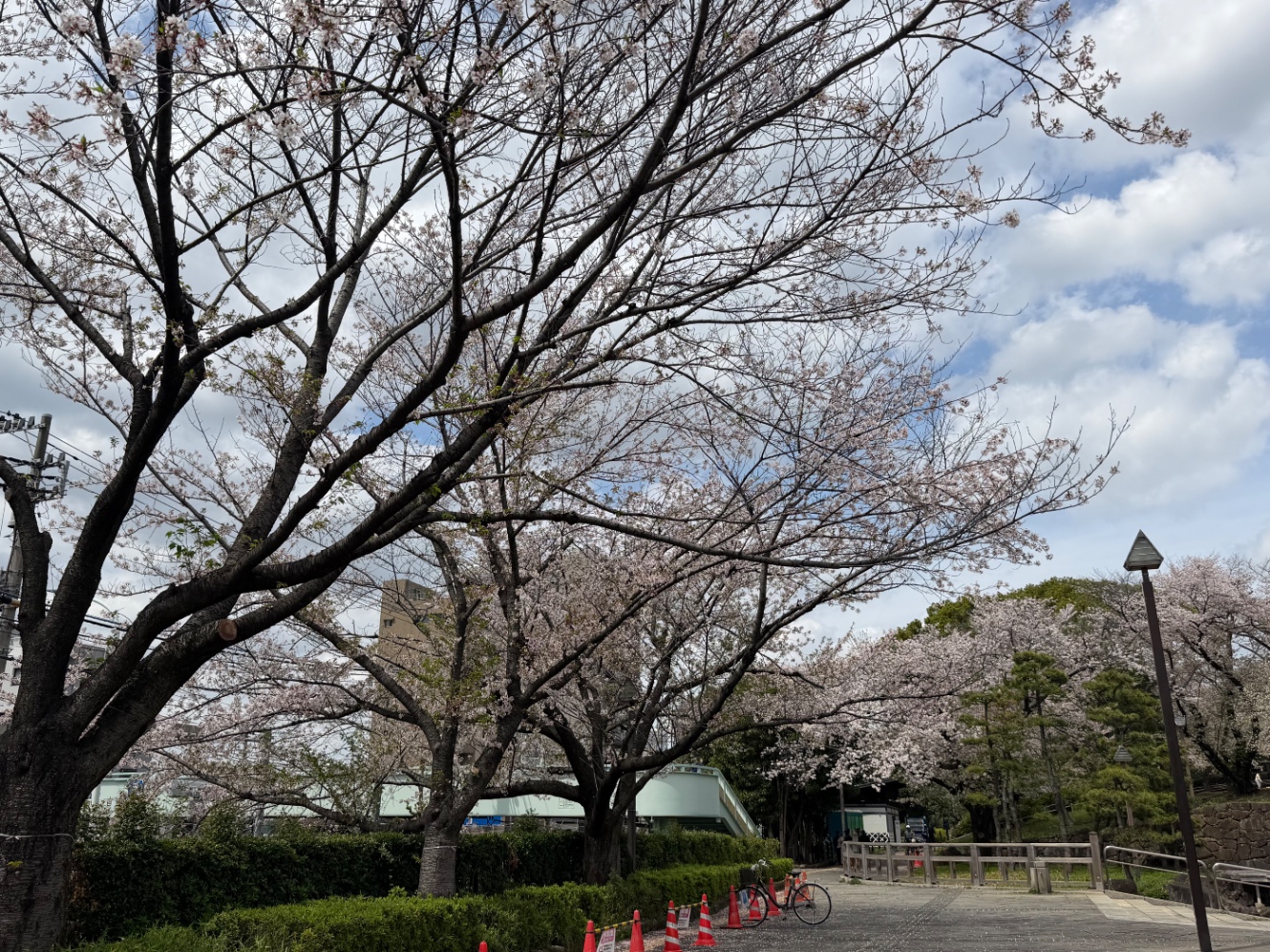 飛鳥山公園の桜
