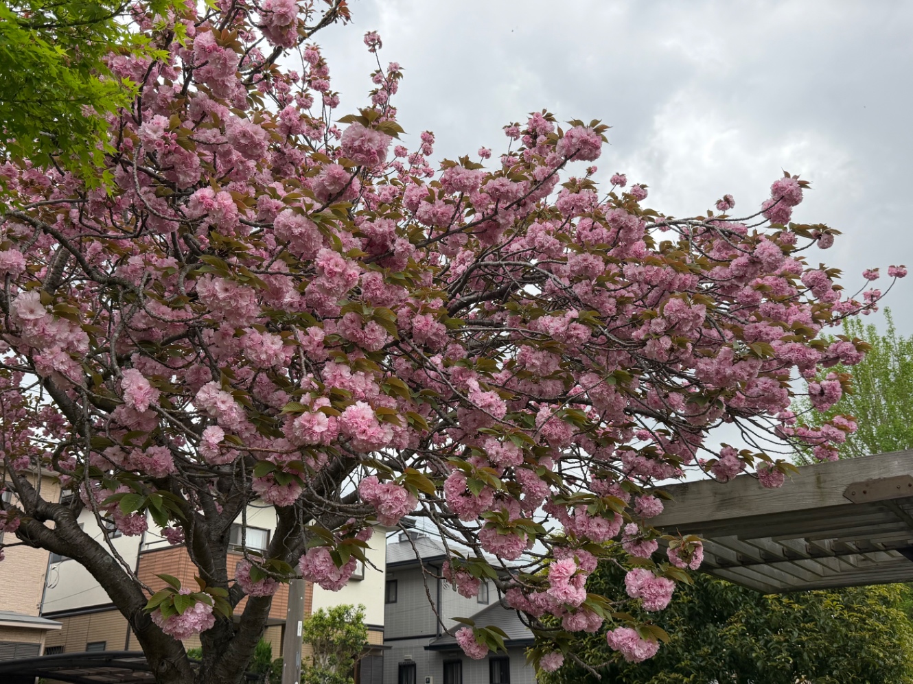 市原市役所近くの八重桜