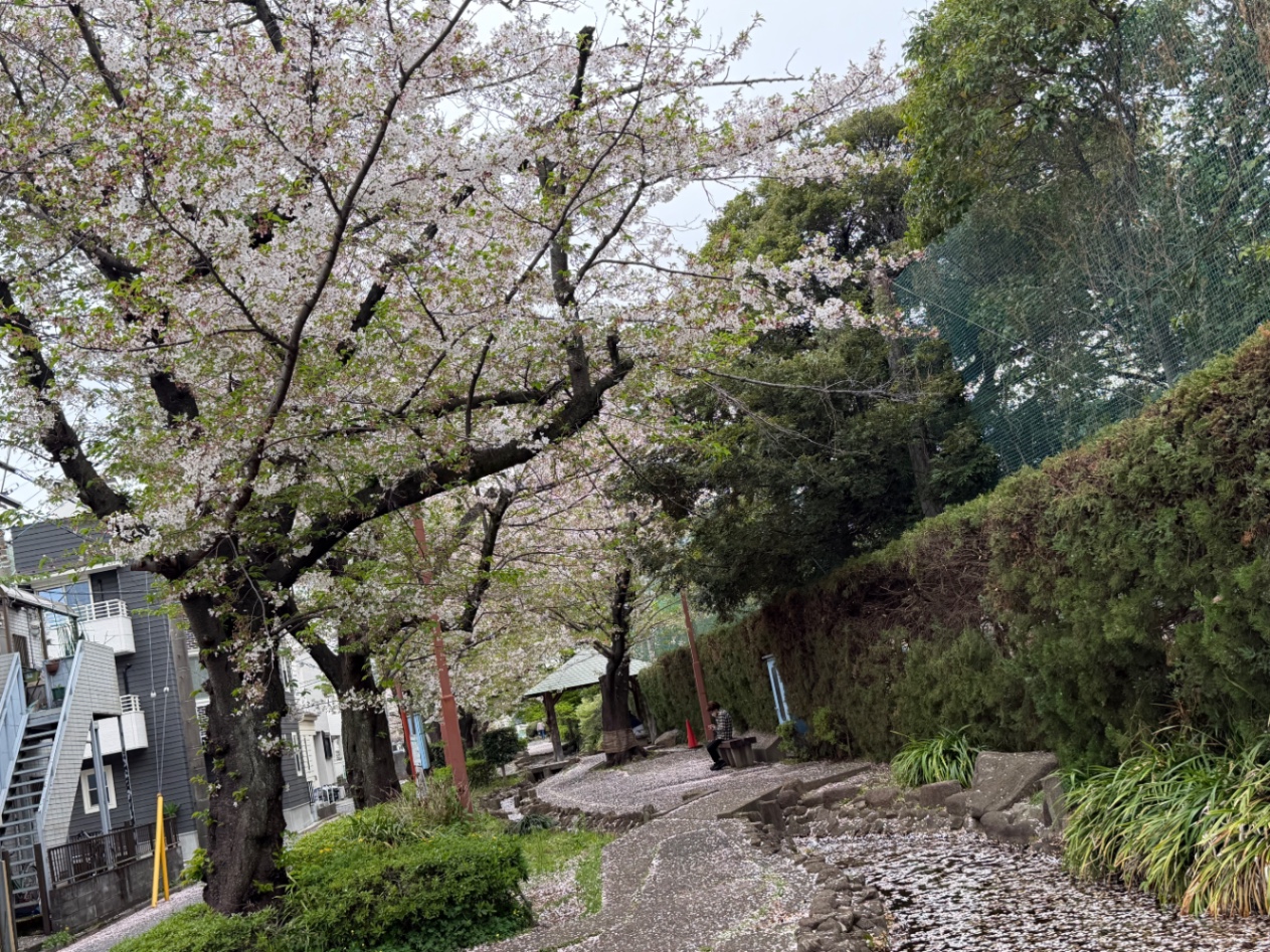 桜並木遊歩道の桜