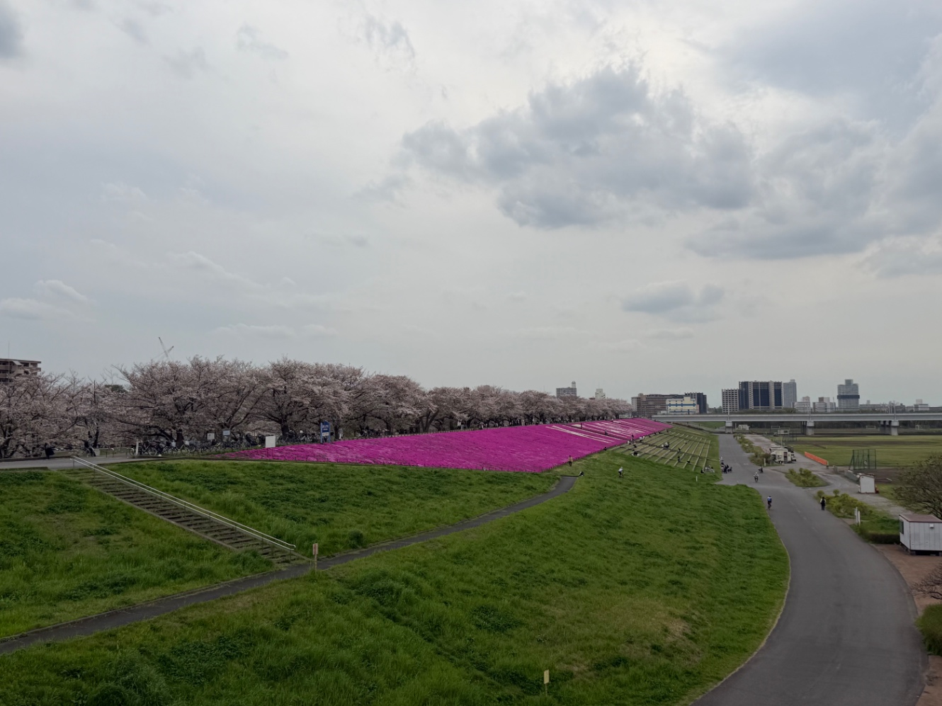 荒川河川敷の桜と芝桜