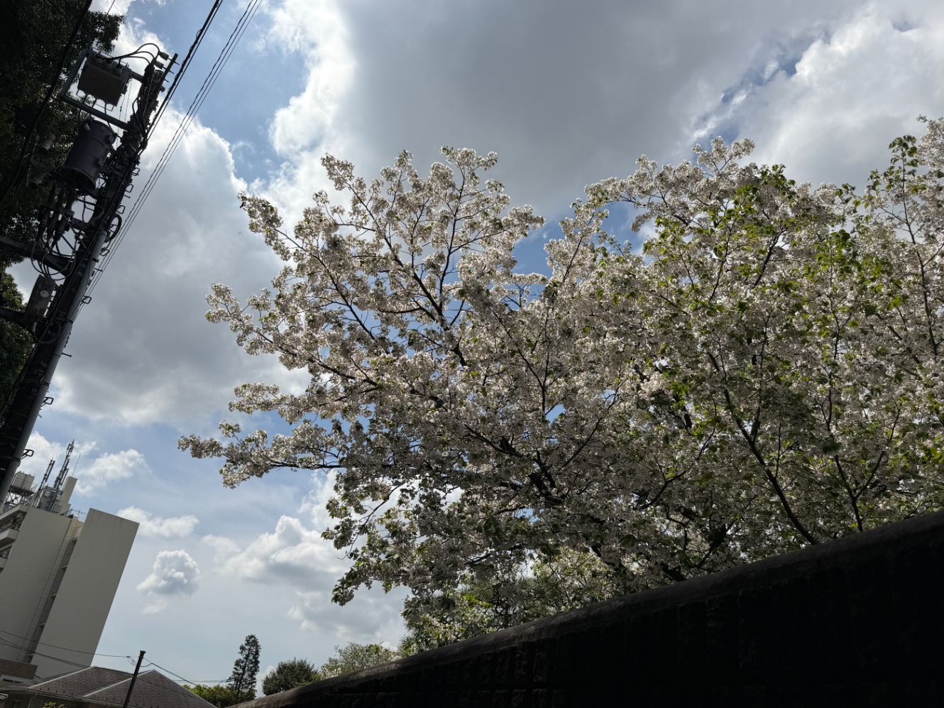 路地に咲く桜と雲の広がる空