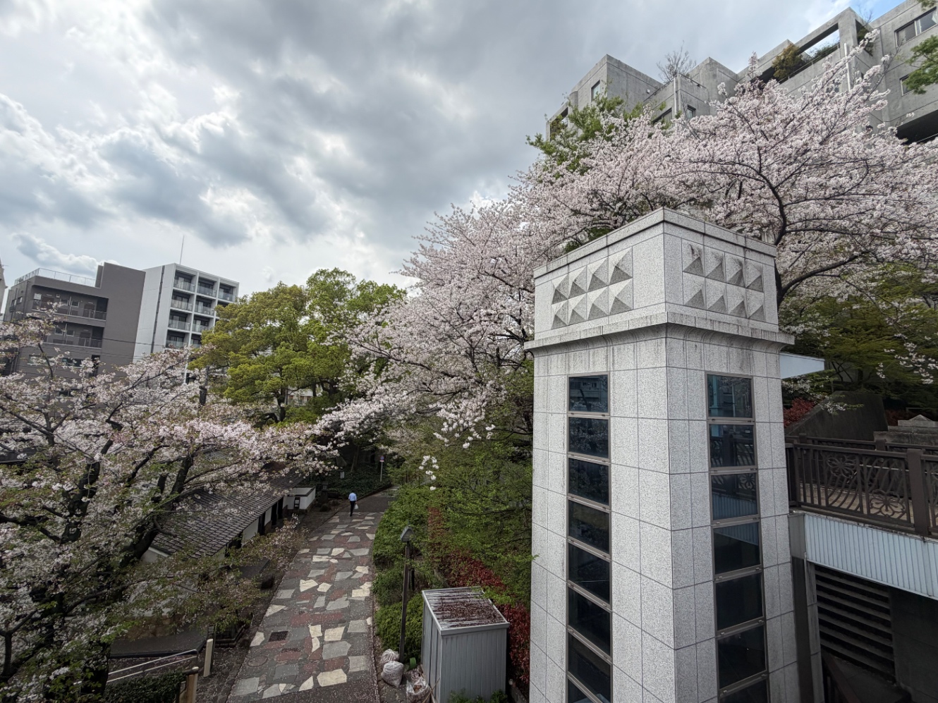 北区の音無橋から見る桜
