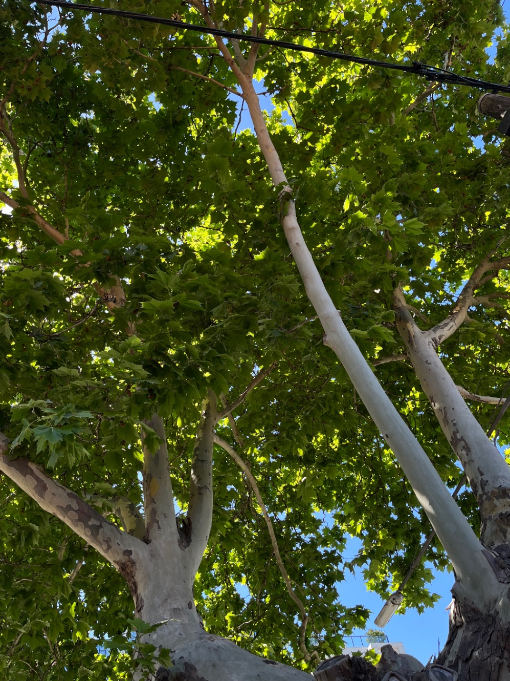 緑の葉っぱがわさわさする大きな木を下から見上げて背景に青空が垣間見える