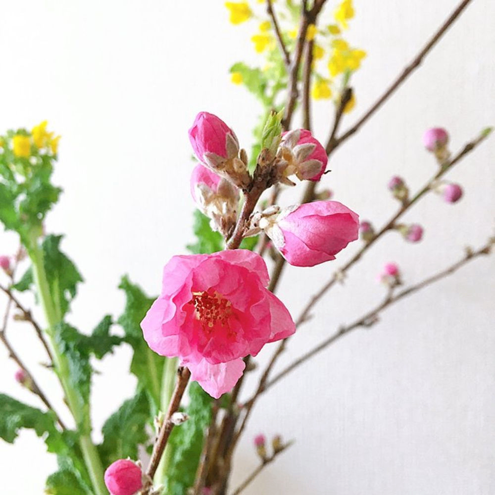 桃の花がつぼみから開いた写真