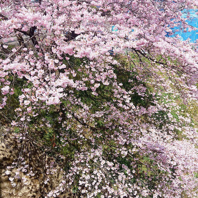 満開の桜が土手に咲いており、土手の下には川がある