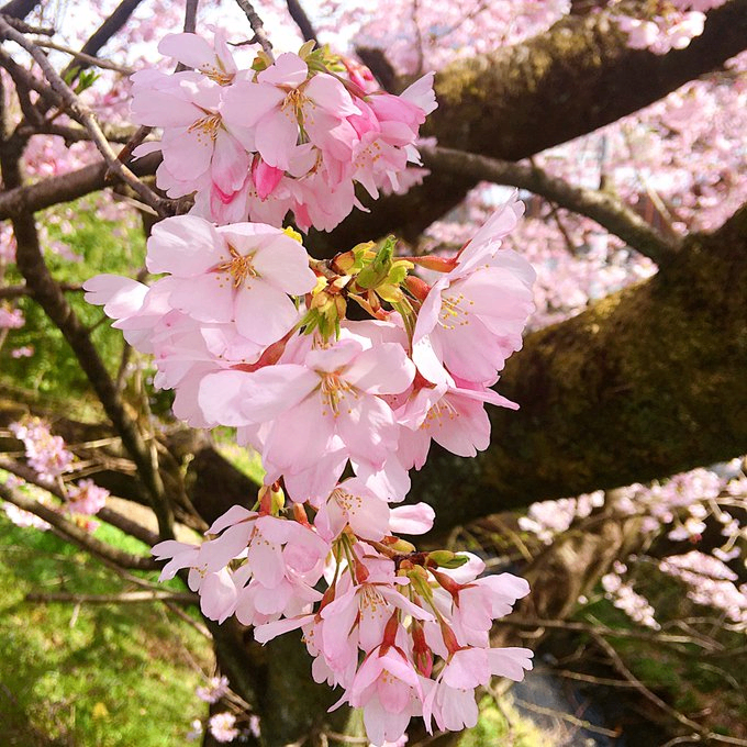 桜の花の雄しべや雌しべが見える距離の写真