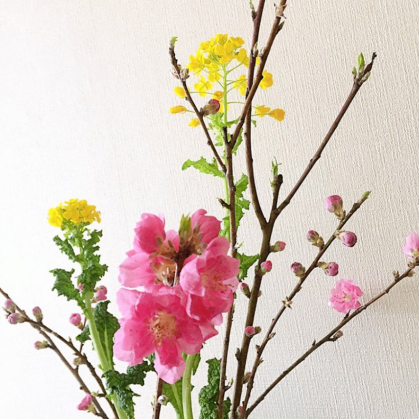 桃の花がつぼみから開いた写真