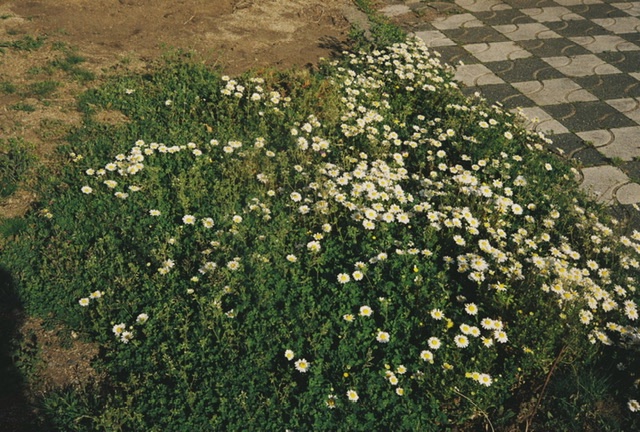 小さな白い花が広がっている写真