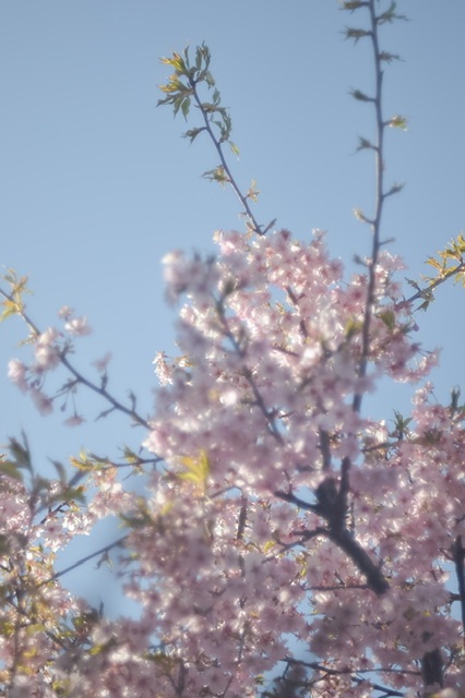 河津桜と青空