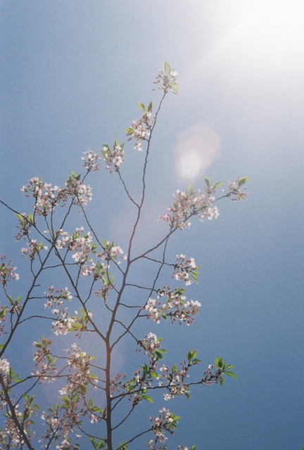 青空と葉桜の写真