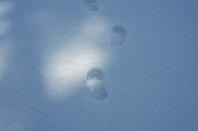 雪の上の足跡の写真