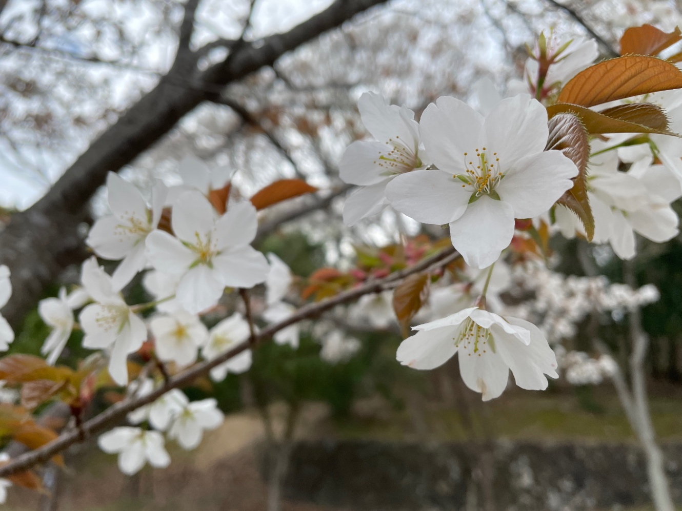 桜の写真