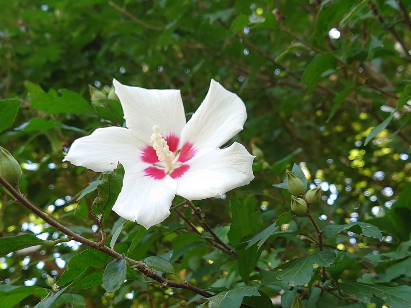 (たぶん)ムクゲの花