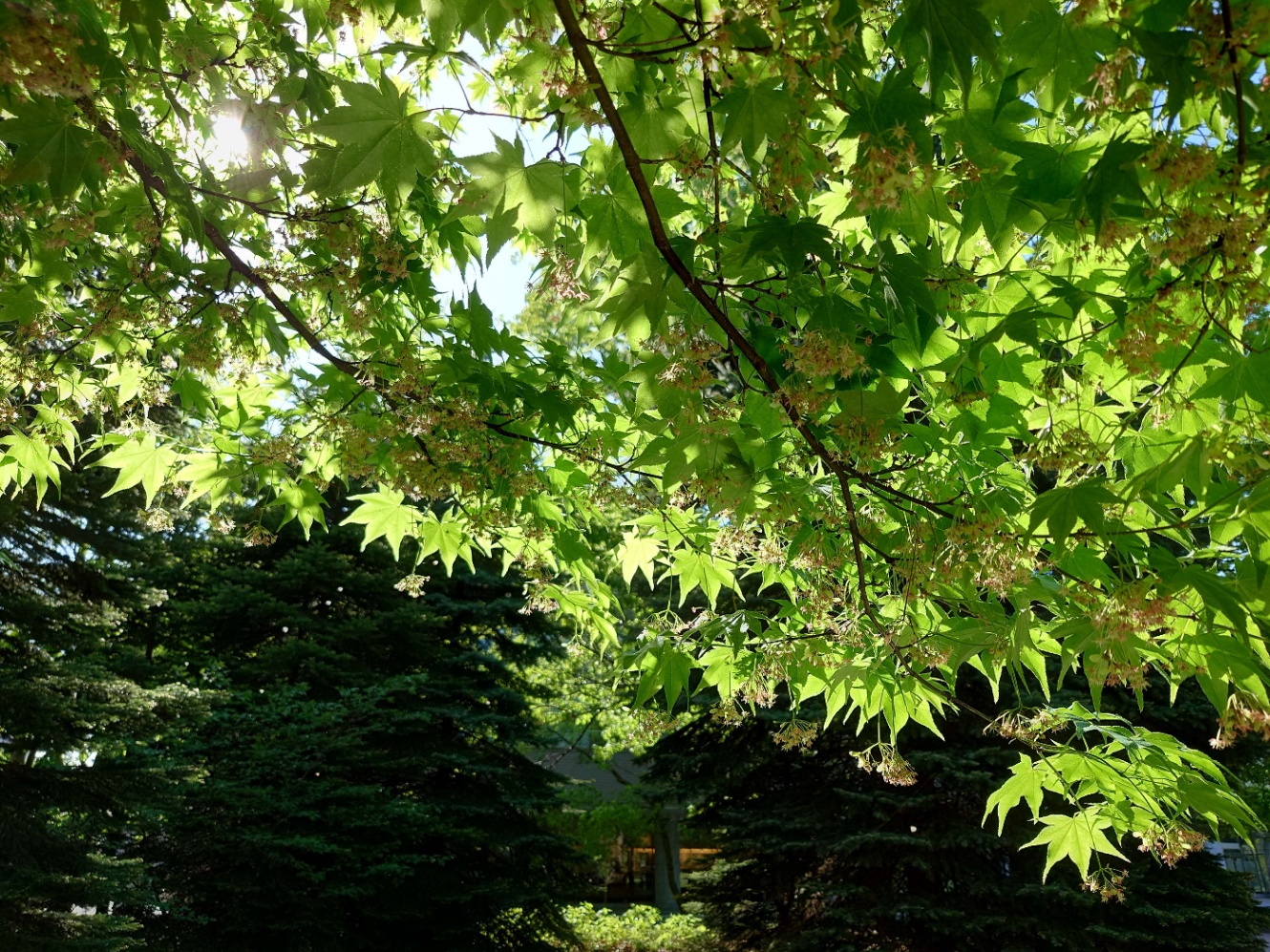 初夏の緑の紅葉から漏れる日光の写真