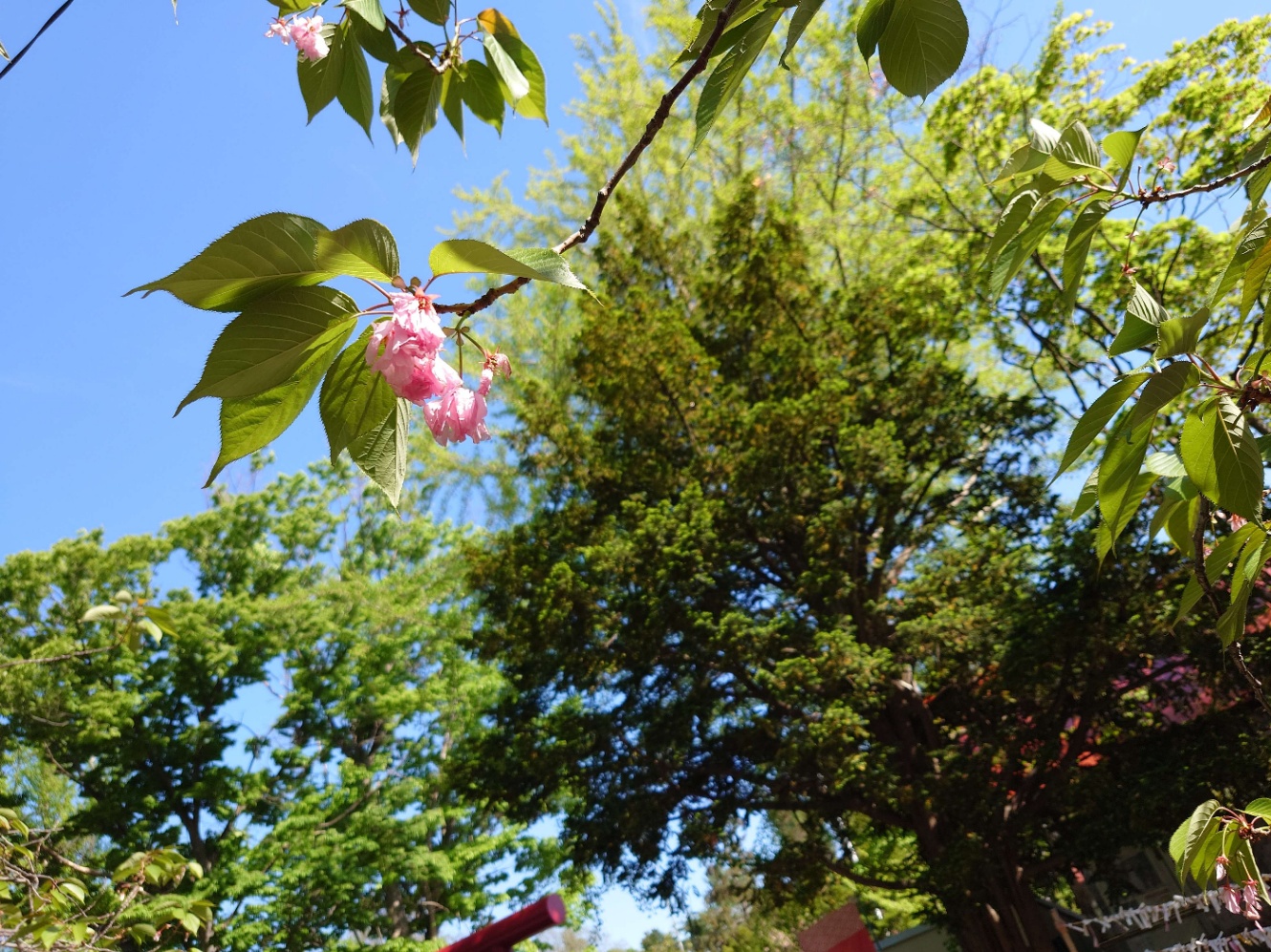 散り際の桜が一輪だけぶら下がっている枝の写真