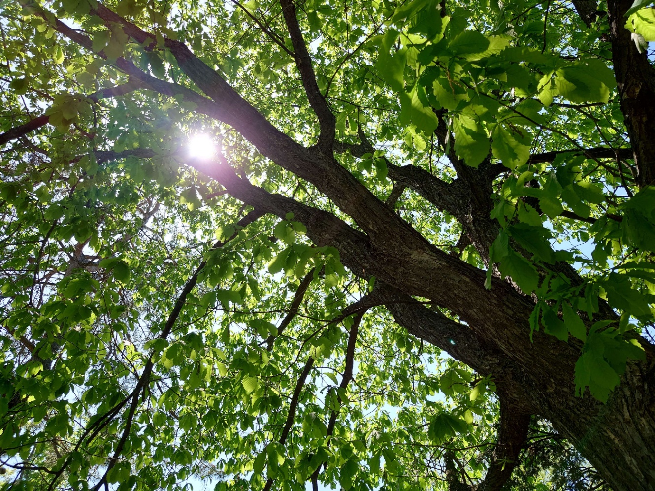 下から見上げた木の葉から漏れる日光の写真