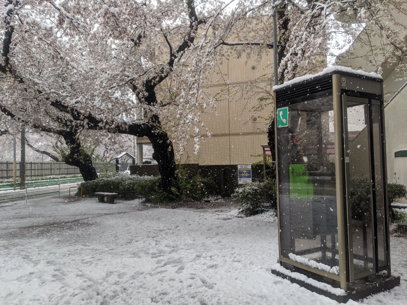 雪の積もった桜と電話ボックスが映っている景色